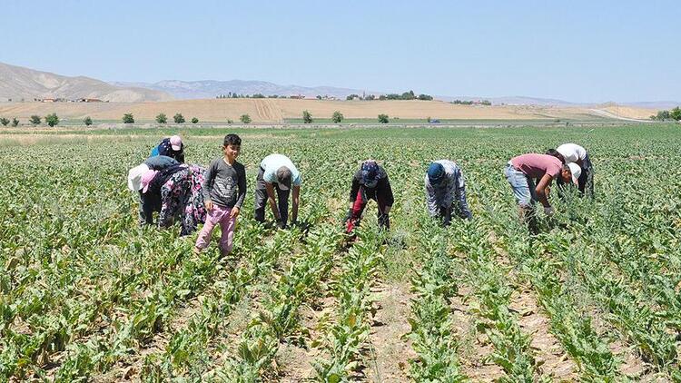 Tarım işçilerine korona virüs tedbiri