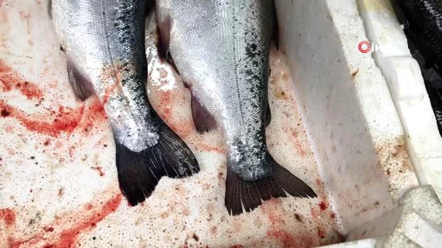 Tarım ve Orman Bakanlığı’nın kampanyası sonrası Somon balığı yok satıyor