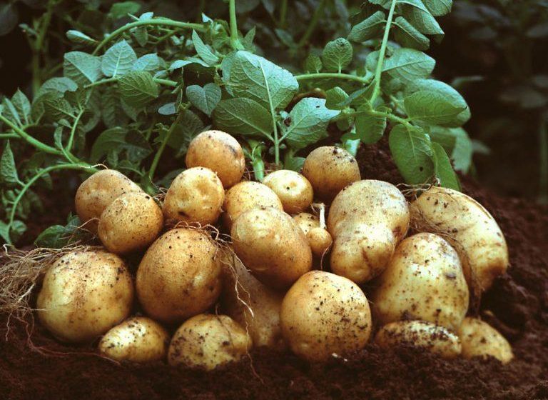 Patates Yetiştiriciliği 1. Bölüm